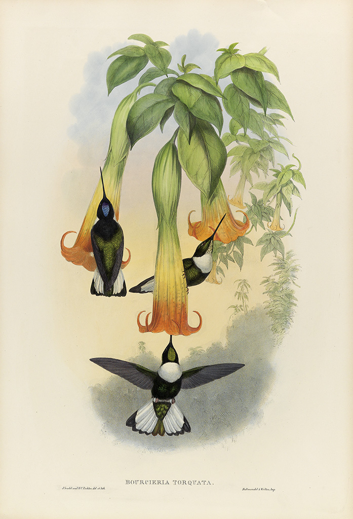(BIRDS.) Gould, John. Bourcieria Torquata * Heliomaster Longirostris.